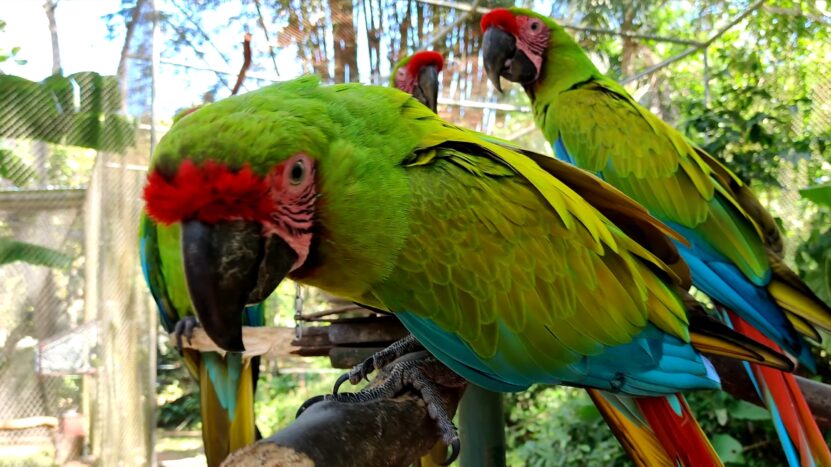 Are Guacamayas Endangered green macaw