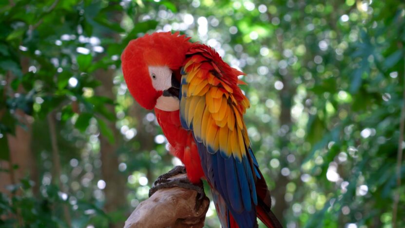Are Guacamayas Endangered parrot