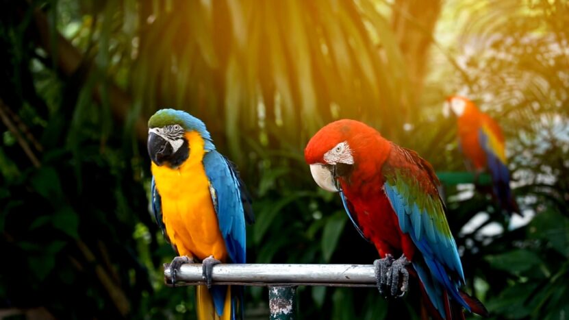 Guacamayas Species Endangered